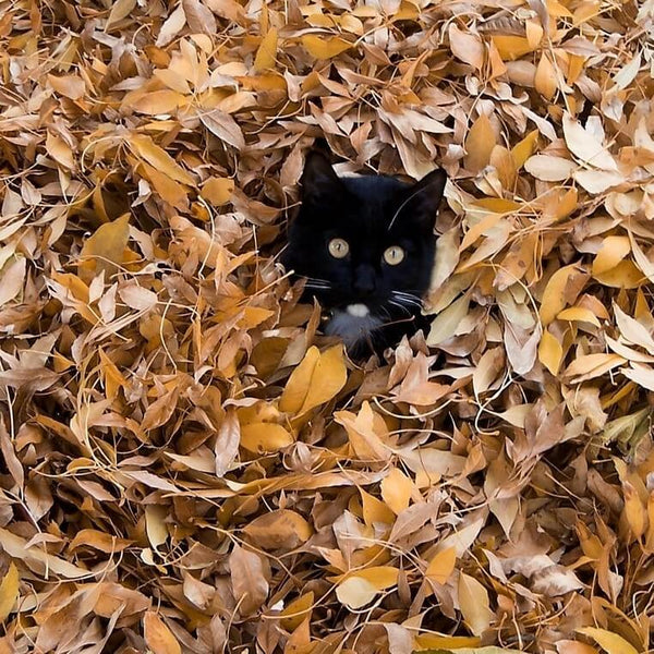 black cat playing with brown autumn leaves