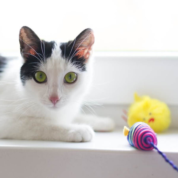 tuxedo cat with cat toys