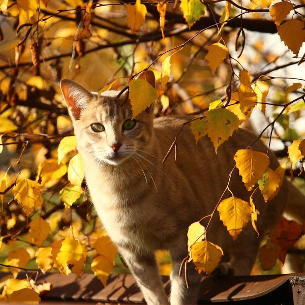 cat standing beneath a tree in fall