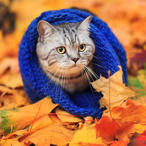 cute cat in blue hat outdoors in fall