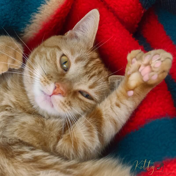 ginger cat showing thumb on paw