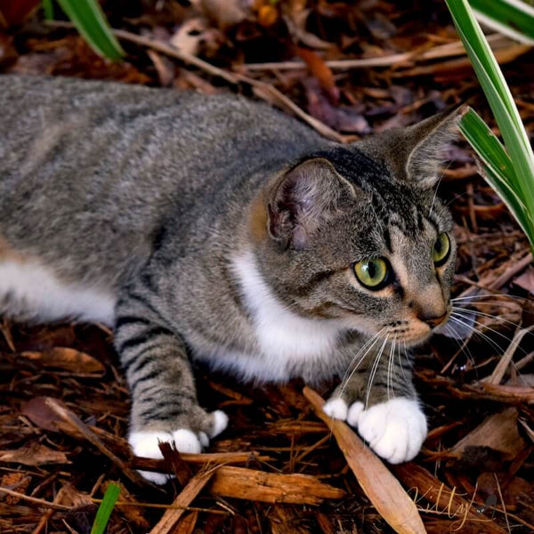 adorable poldactyl cat outdoors