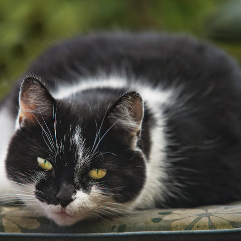 obese black and white cat