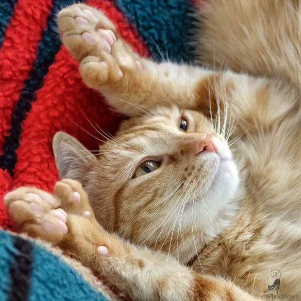 ginger cat showing her thumbs