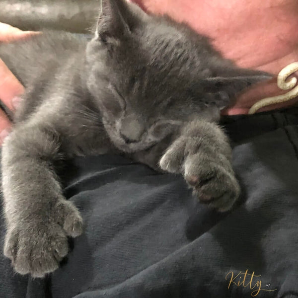gray cat with thumbs on paws sleeping