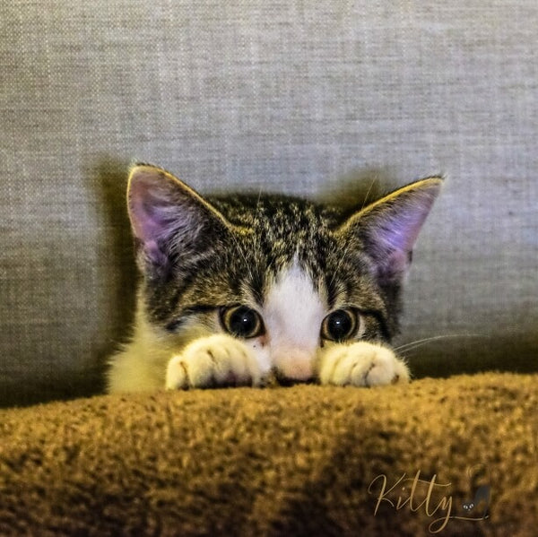 kitty hiding behind blanket