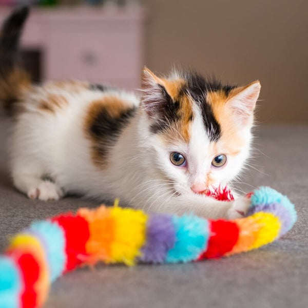 young kitty playing with colorful toy