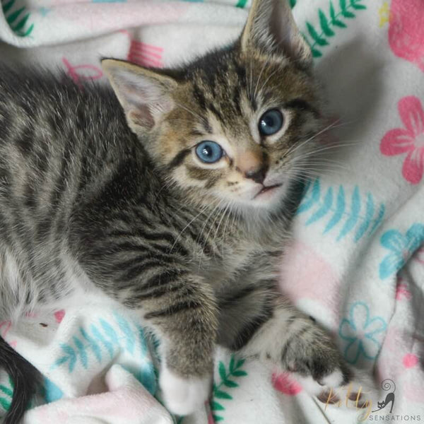 cute kitty with extra toe on paw