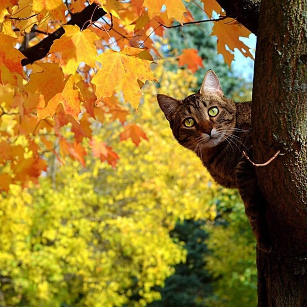 cat climbing a tree in fall