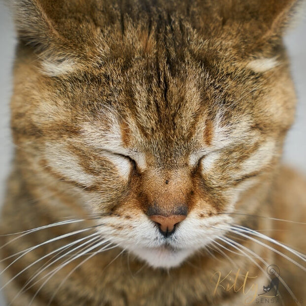 orange cat closeup with eyes closed