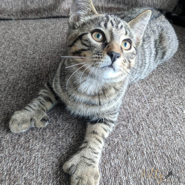 cute cat with additional thumbs on sofa