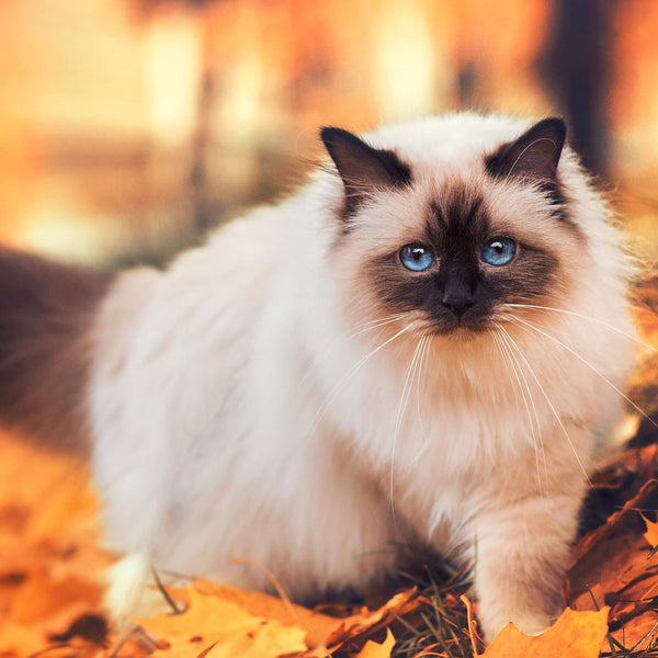 fluffy cat surrounded by orange autumn leaves