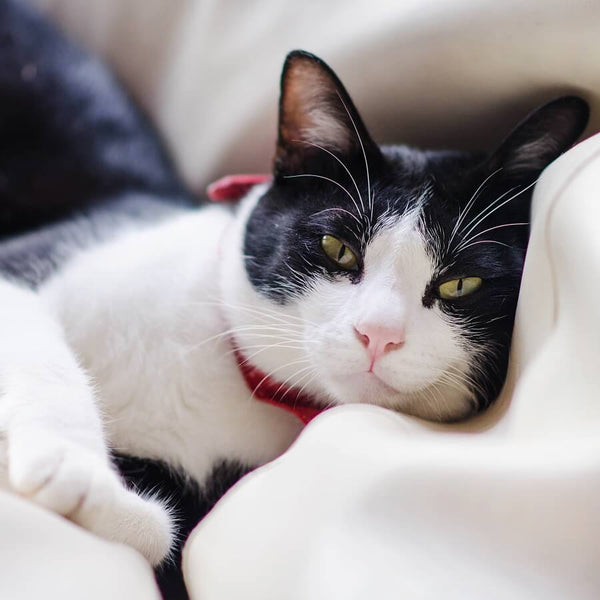 tuxedo cat lying in bed