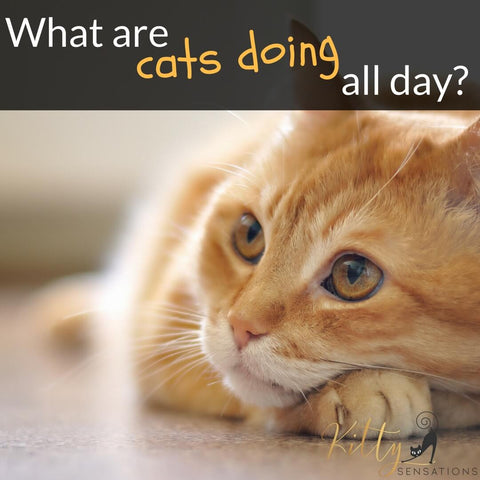 what are cats doing all day banner kittysensations