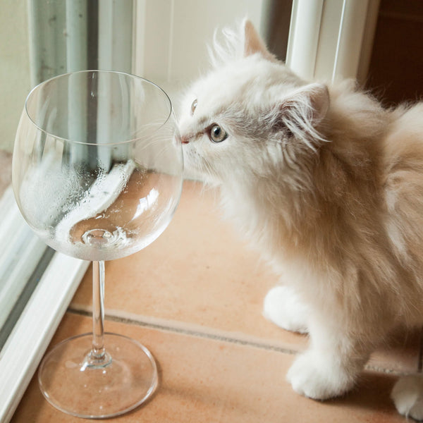 white cat sniffing on empty whine glass kittysensations