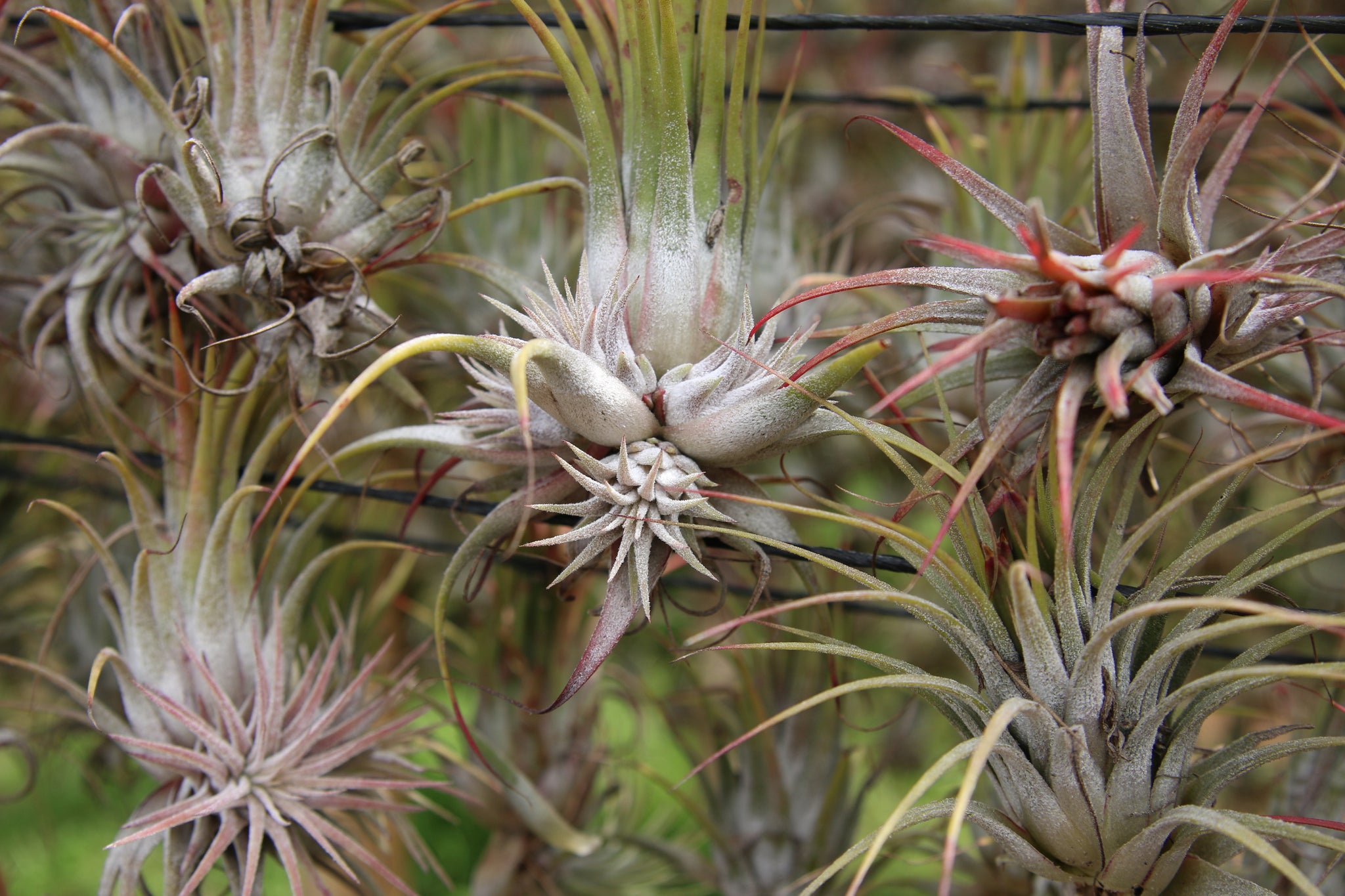 tillandsia air plant "mothers" hanging at the farm with pups