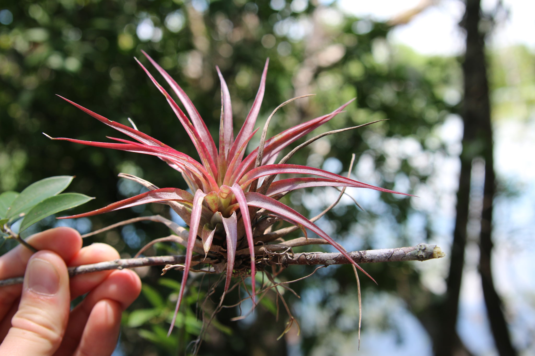 Tillandsia Brachicaulos Multiflora