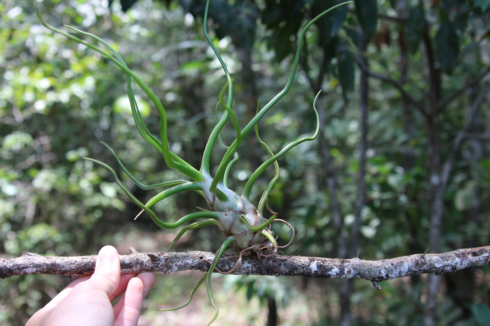 Tillandsia Bulbosa Air Plants