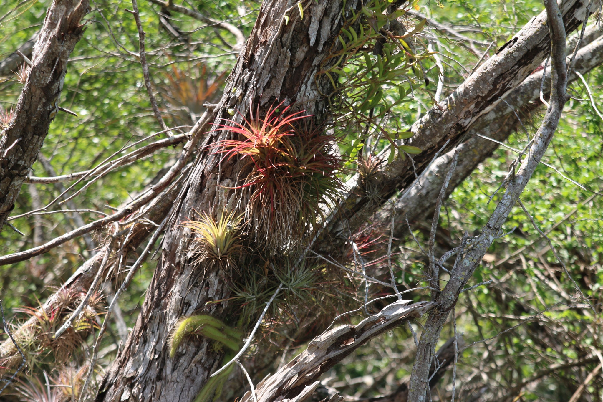 Tillandsia Air Plants living in nature