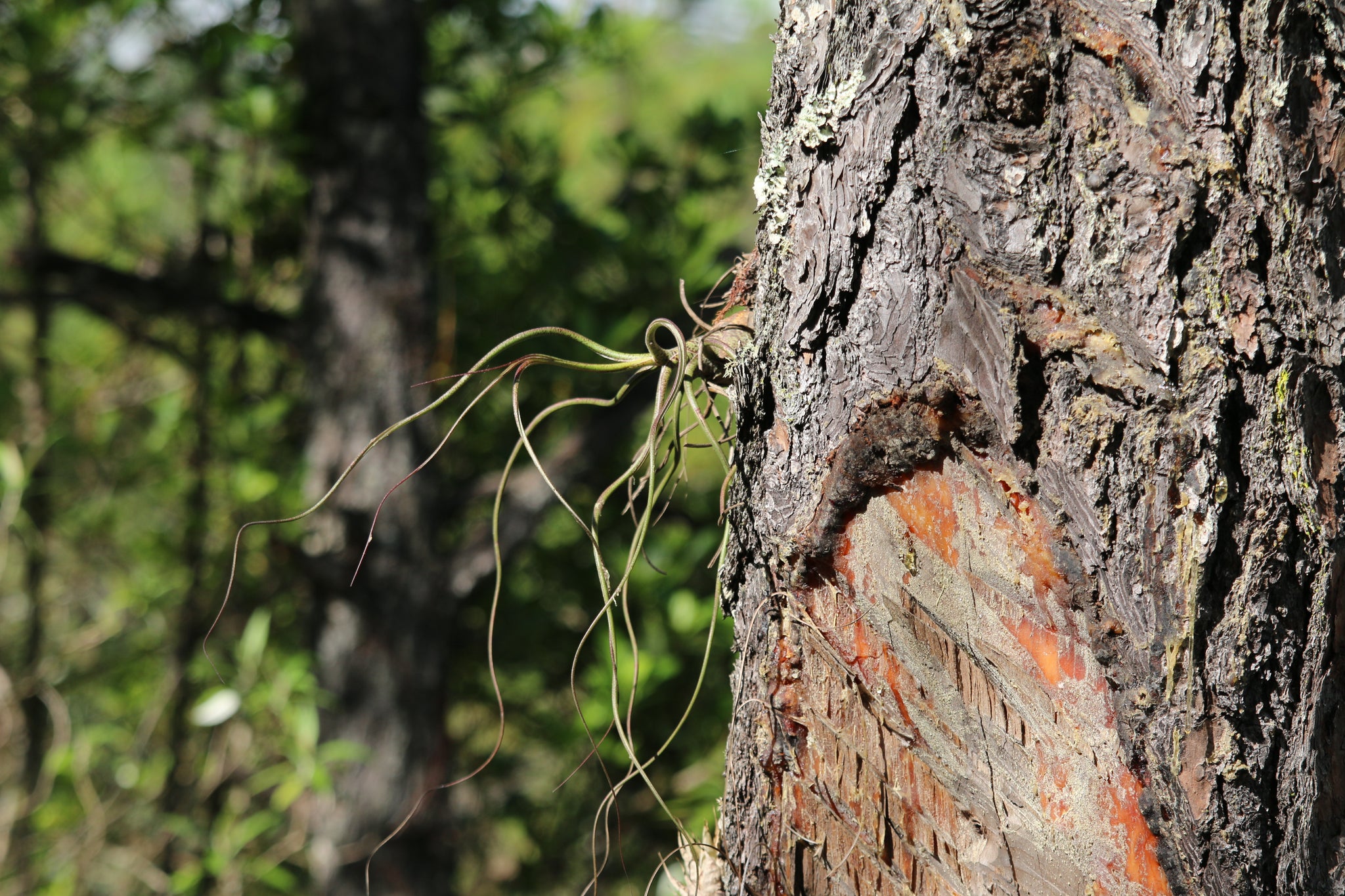 A nicely speckled Tillandsia Butzii growing exposed on the side of a Pine.