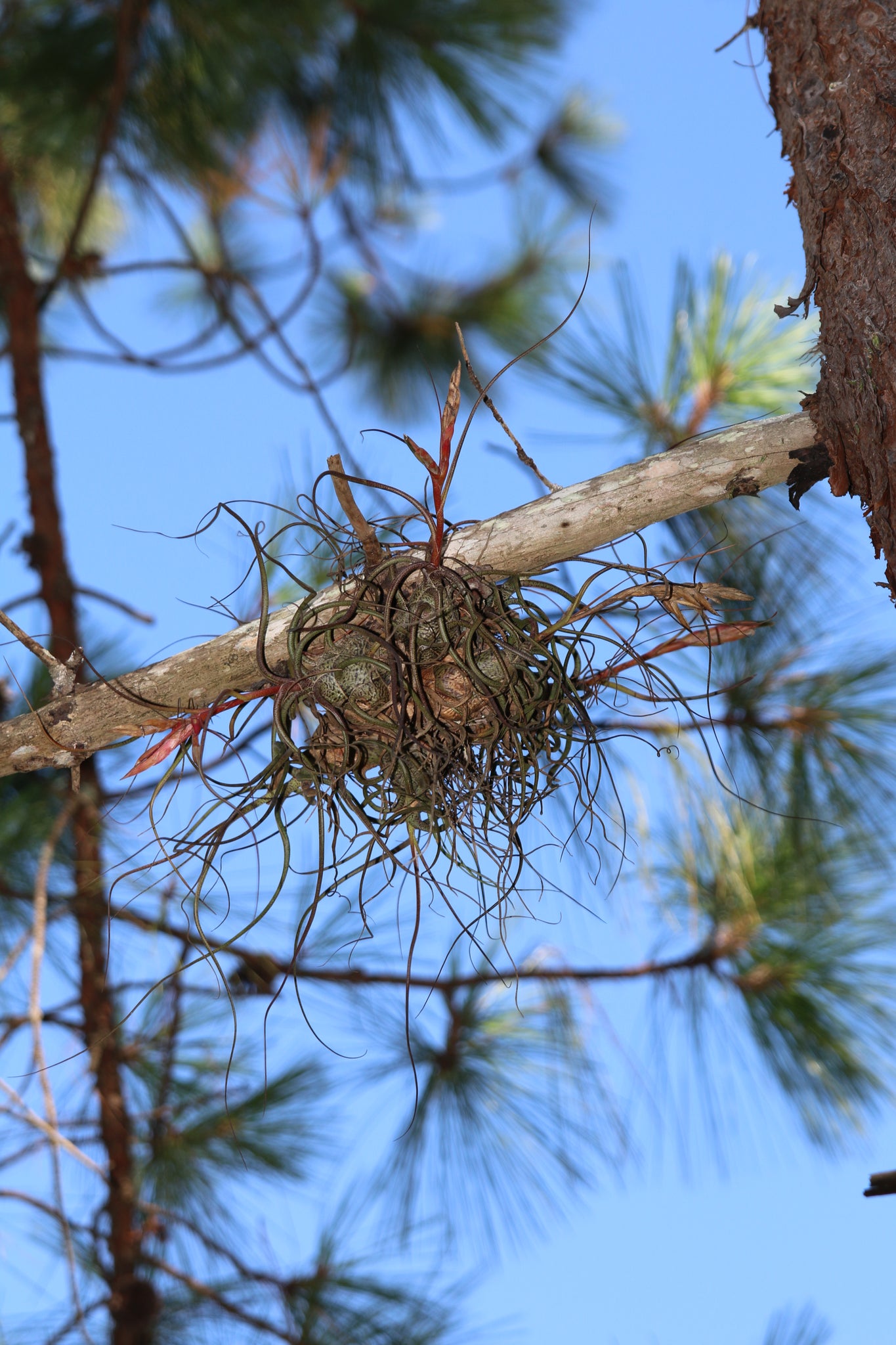 A large, blooming clump of Tillandsia Butzii.