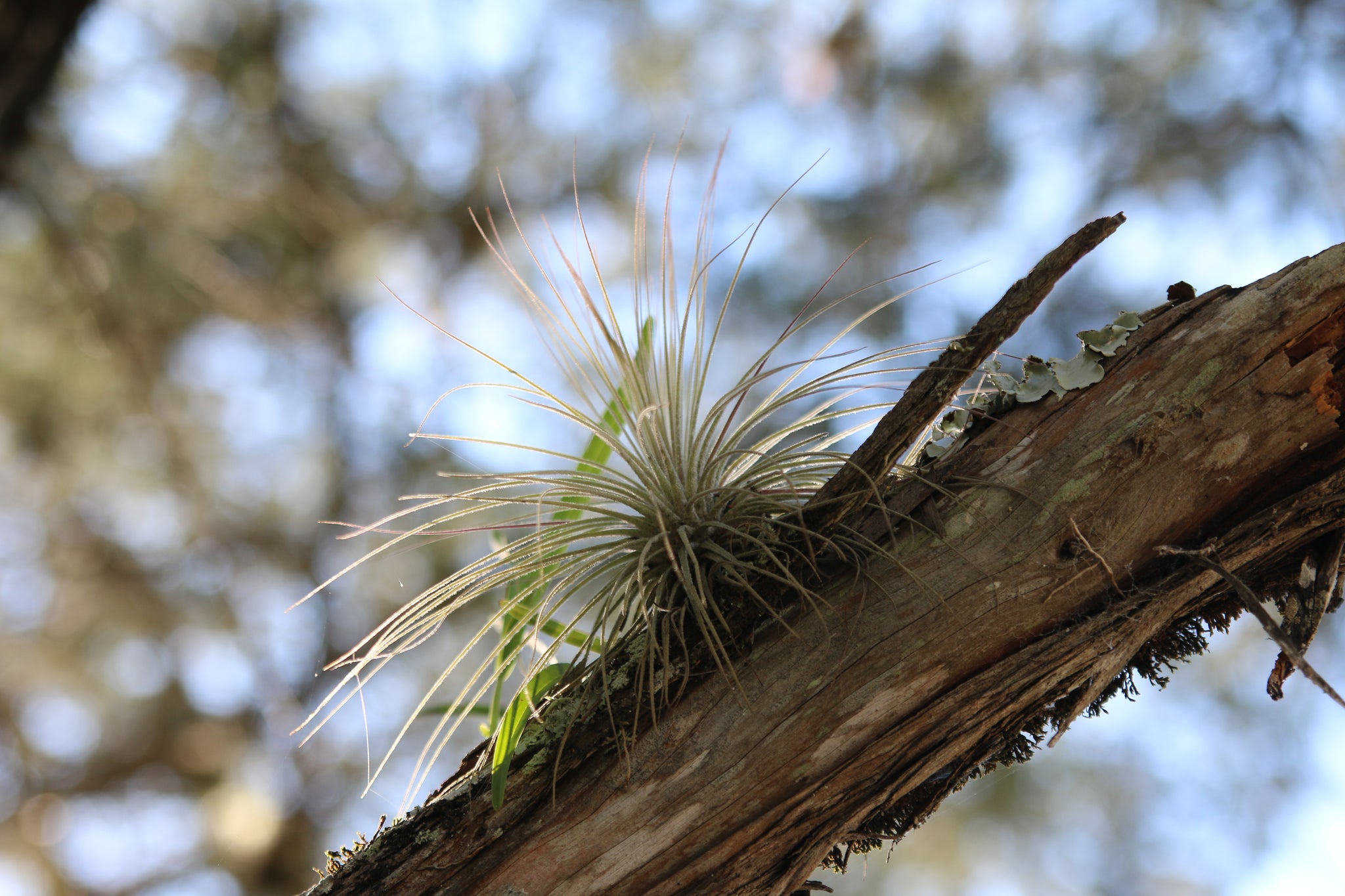 A close-up up a large Magnusiana.