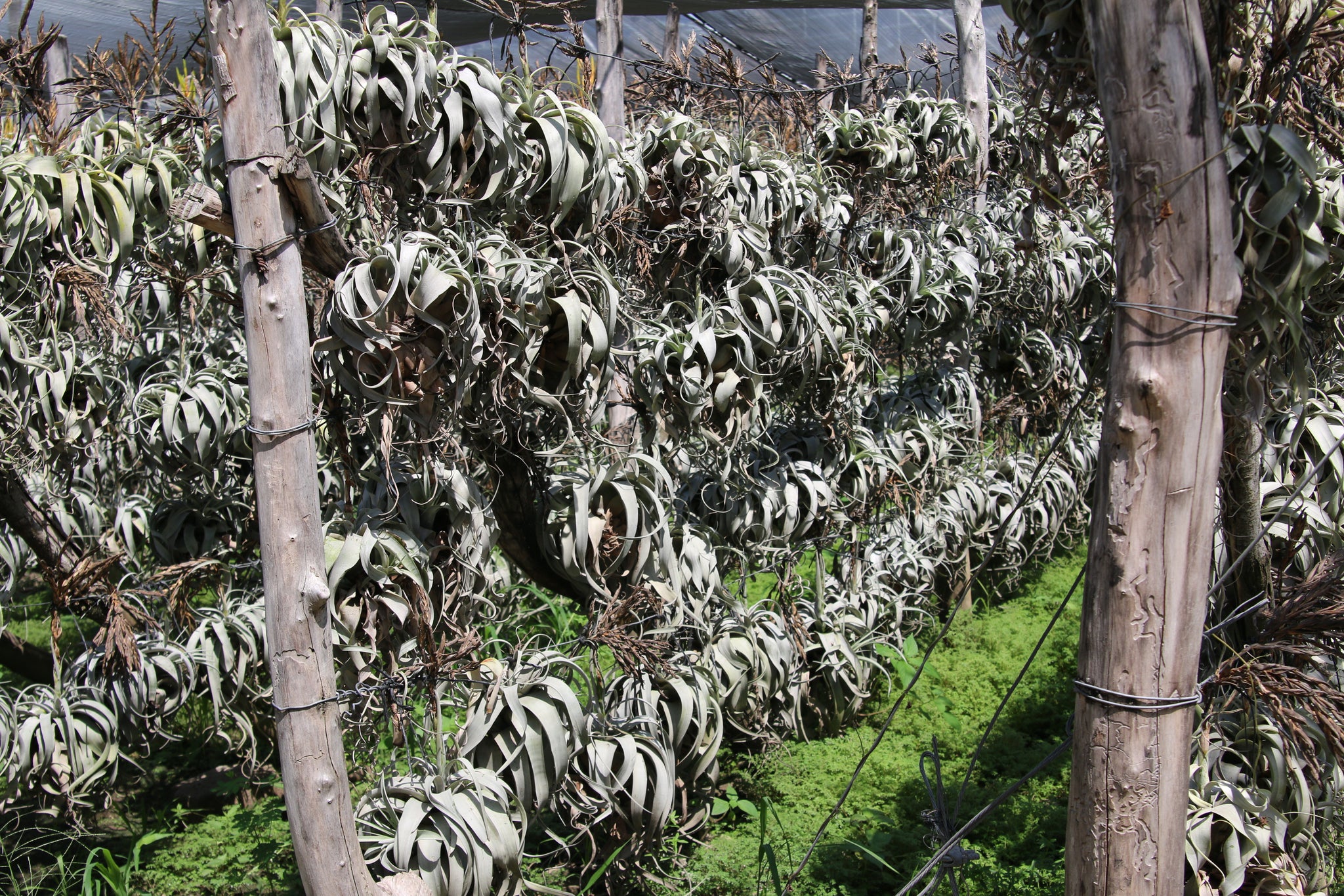 tillandsia xerographica air plant "mothers"