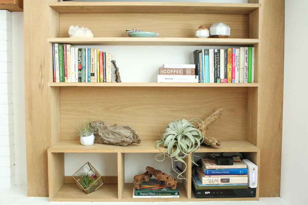 different tillandsia air plant displays on a bookshelf