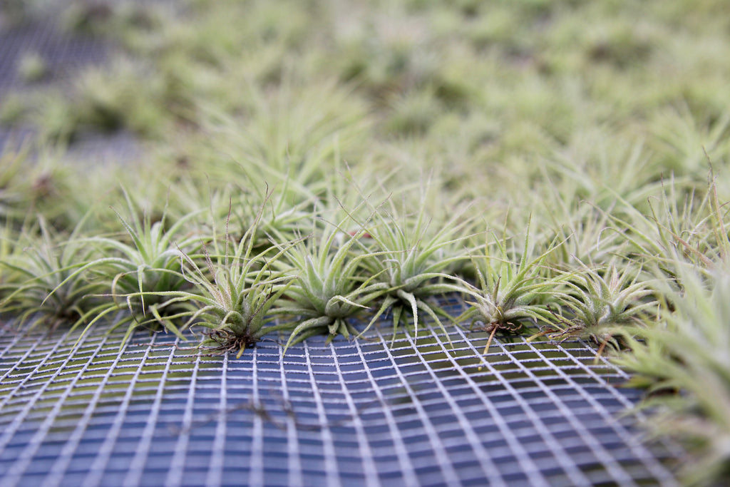 seedling xerographica air plants