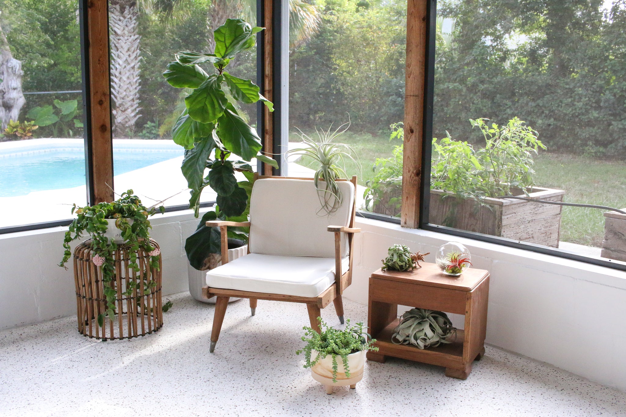 tillandsia air plant displays on a screened in porch