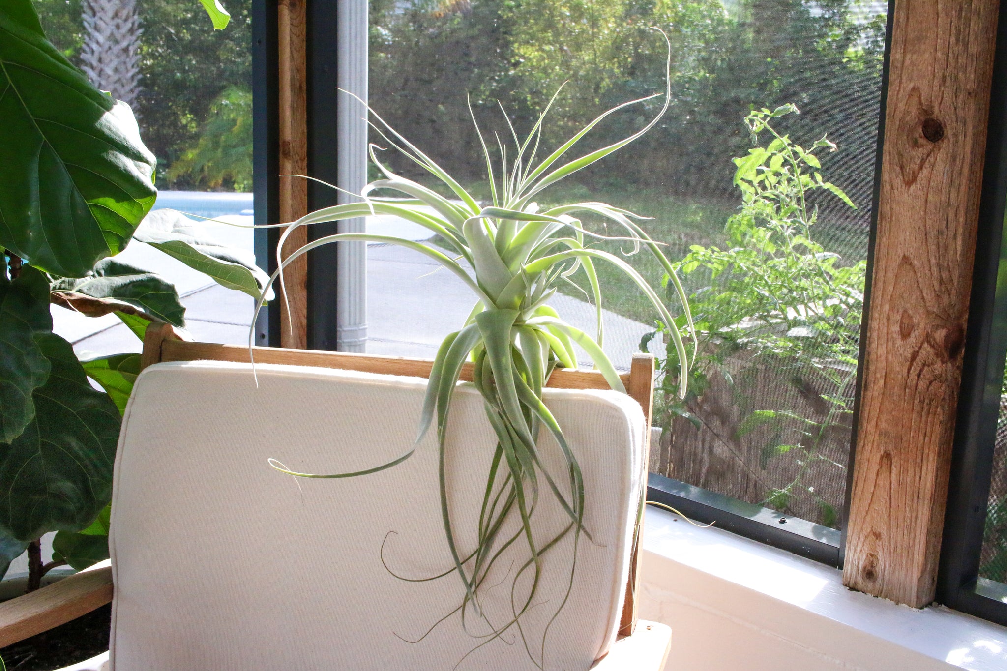 tillandsia air plant displays on a screened in porch