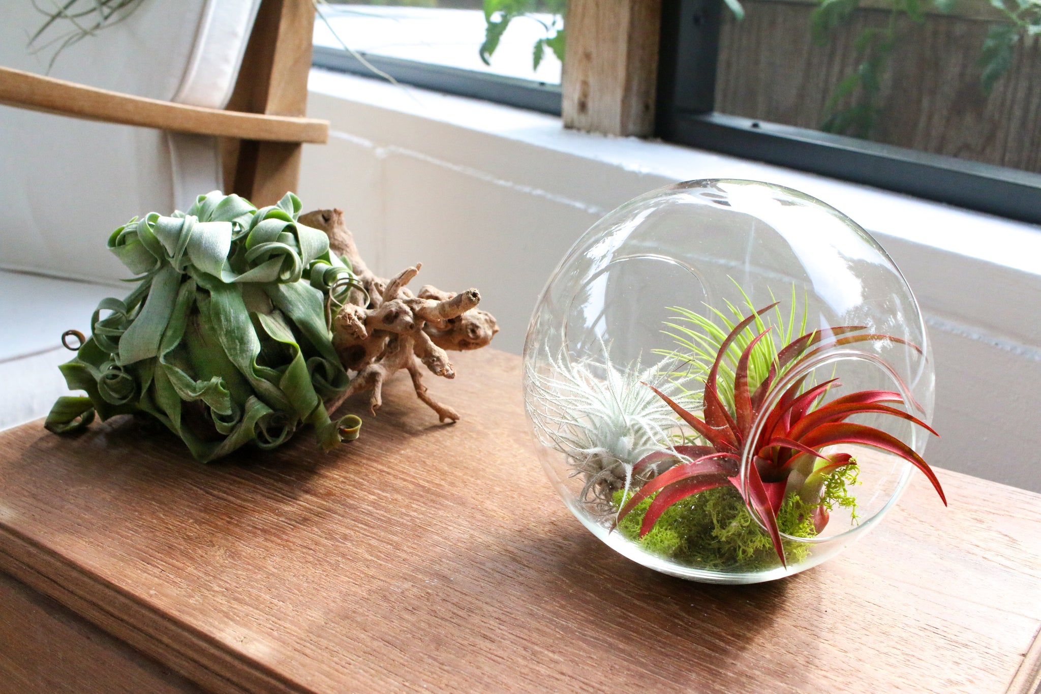 tillandsia air plant displays on a screened in porch