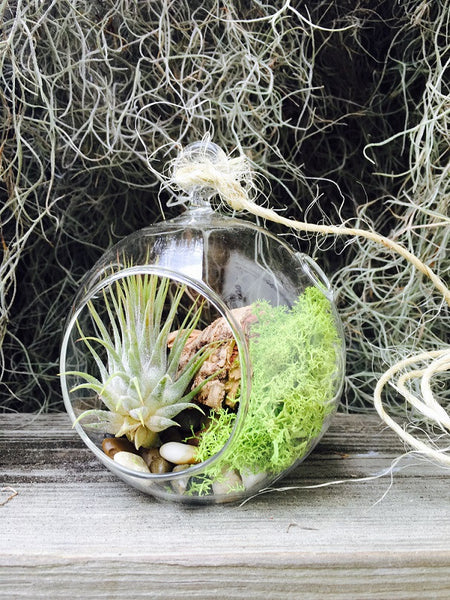 Air Plant Terrarium as A Corporate Thank You Gift 