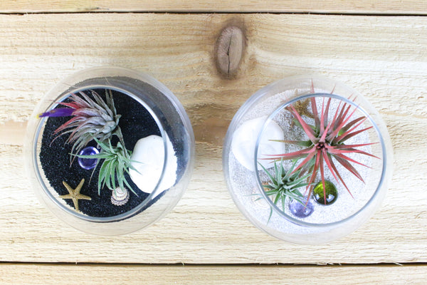 bubble bowl terrariums with tillandsia ionantha air plants and sand