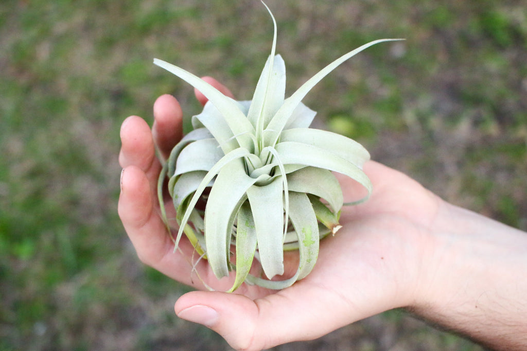 Buy a xerographica seedling plant today and support sustainable farming