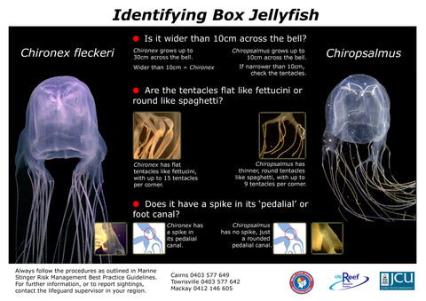  how to identify box jellyfish and irukandji