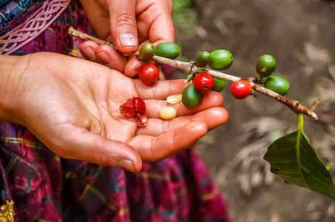 Coffee Fruit Cascara - Collective Coffee Roasters