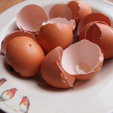 egg shells in a plate