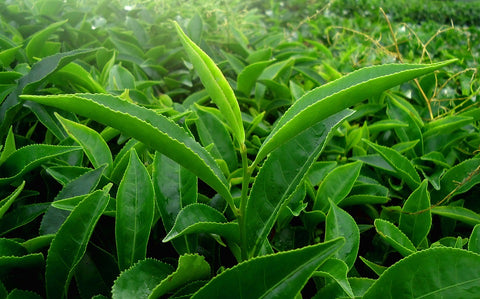 tea plantation green leaves