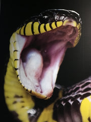 Venom snake