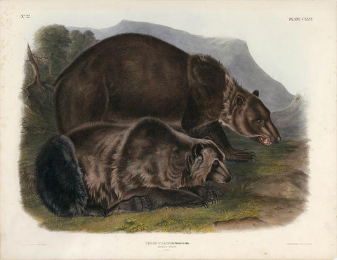 Original - Audubon Imperials, the largest of Audubon's mammals. These measure 21 x 28 inches.