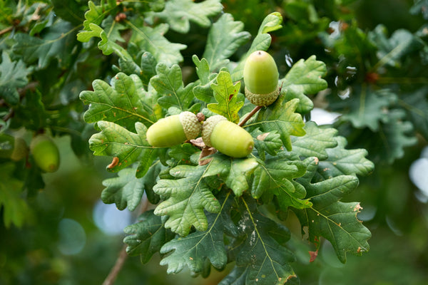 ic: Oak and acorns