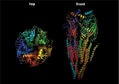 Potassium channel