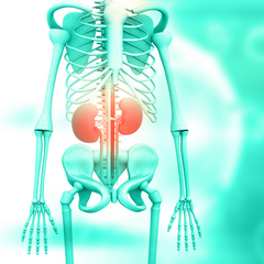 Kidney Health is important for Bone Health