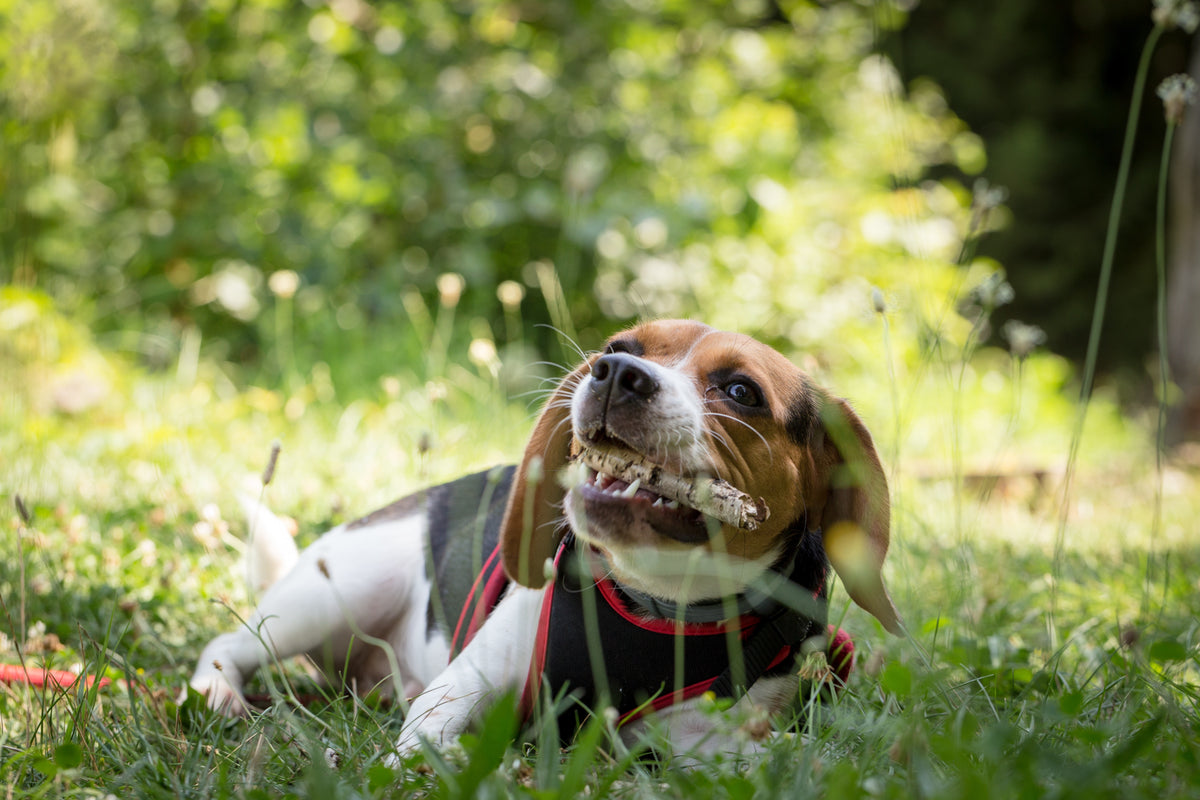 apple cider vinegar to stop dog chewing