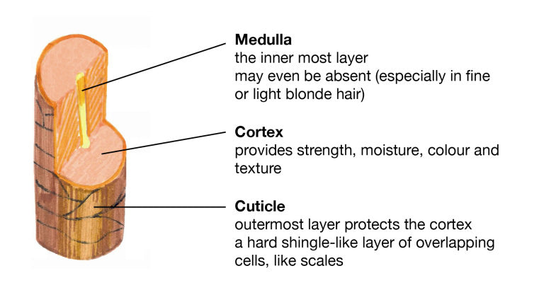 To become hair color expert, you need to know hair structure