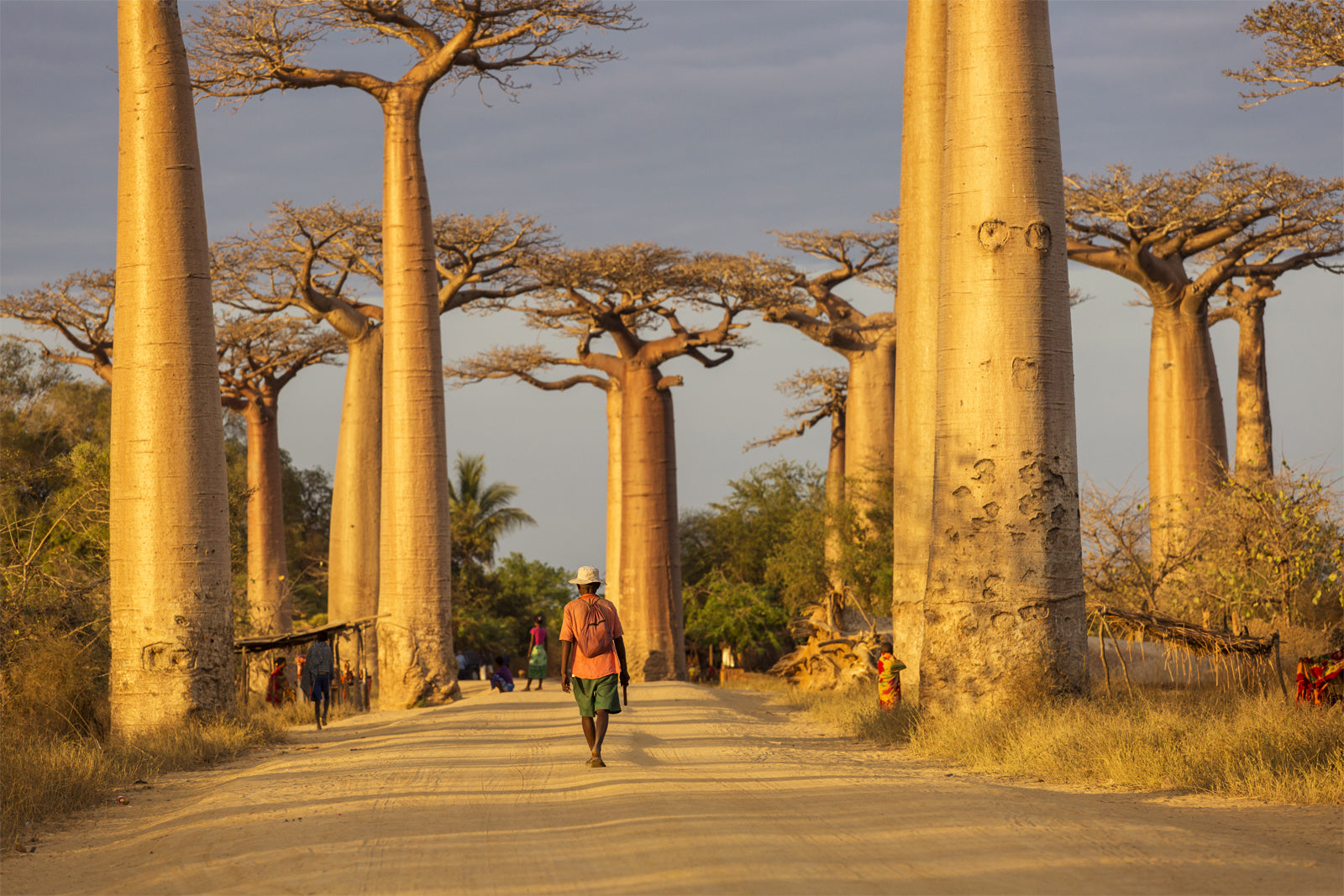 The Tree Of Life The Baobab Tree Expedition Subsahara