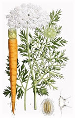 Essential Oil of Carrot