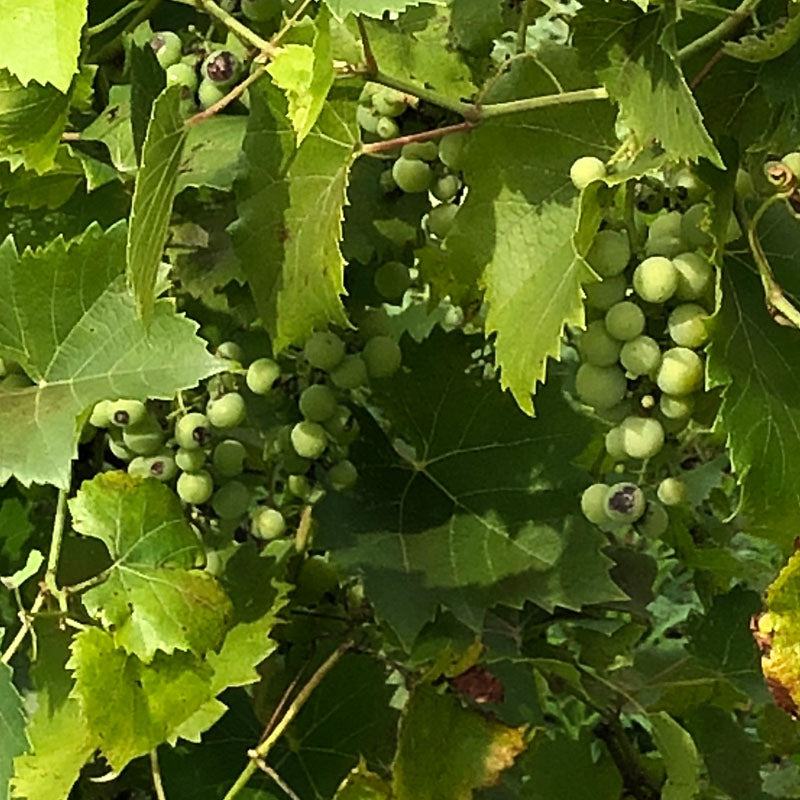 Grape Plant