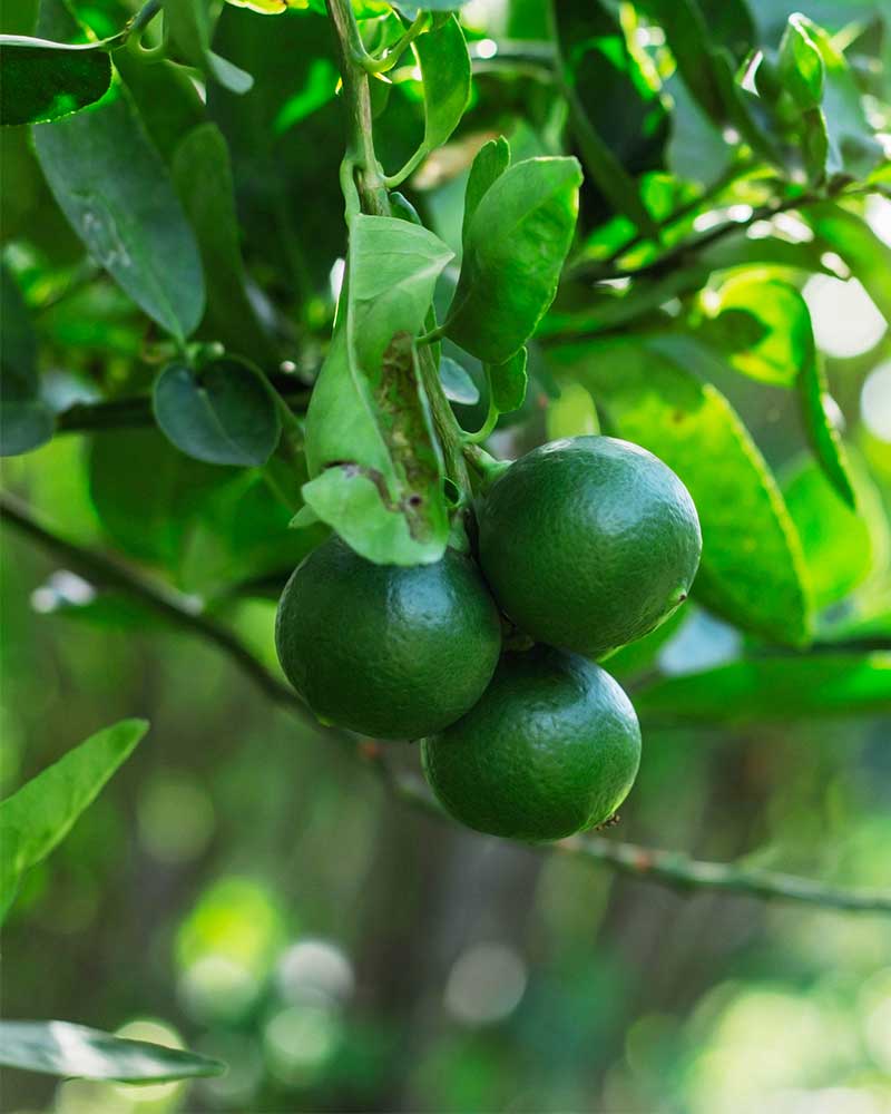 How to Grow a Lime Tree